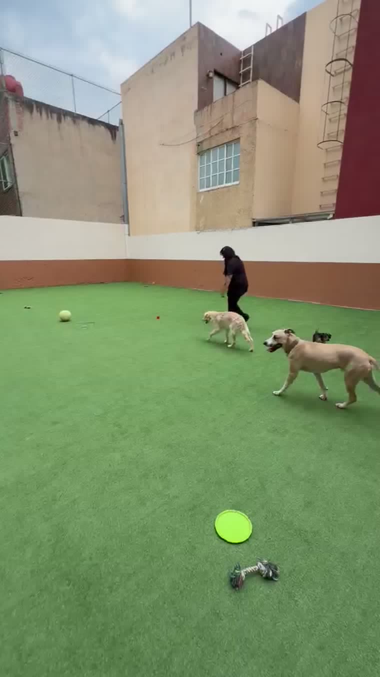 Área de juego al aire libre con pasto sintético, pelotas y juguetes, con tres perros corriendo y una cuidadora acompañándolos.