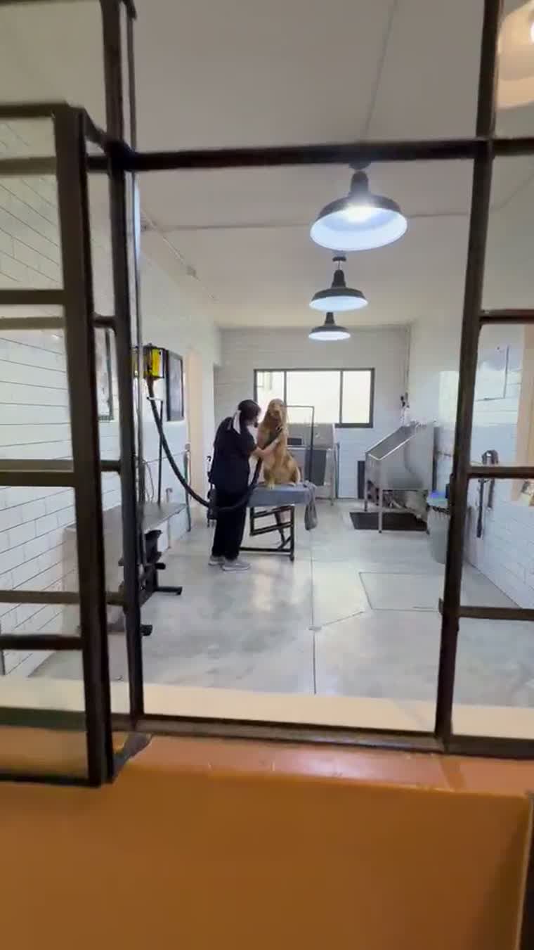 Vista de la sala de estética desde recepción, a través de la cancelería de vidrio: una groomer atiende a un perro dorado sobre la mesa de trabajo.