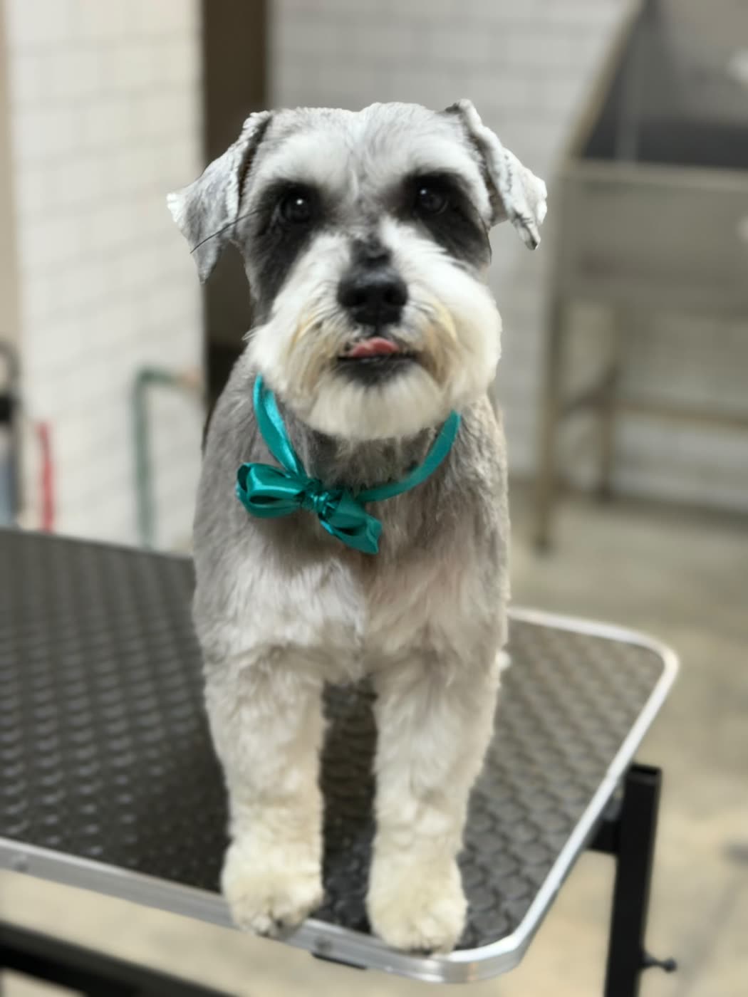 Schnauzer recién bañado y cortado, de pie sobre la mesa de estética con un moño verde al cuello.